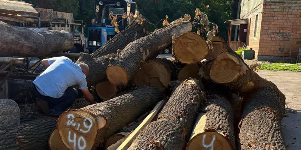 У Києві пояснили, куди піде деревина з Теремків: лави, урни та мульча